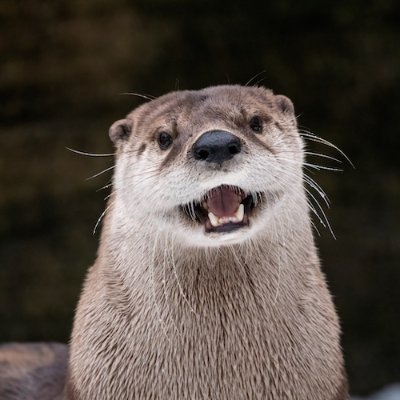 GVSU Alumni Day at the Zoo